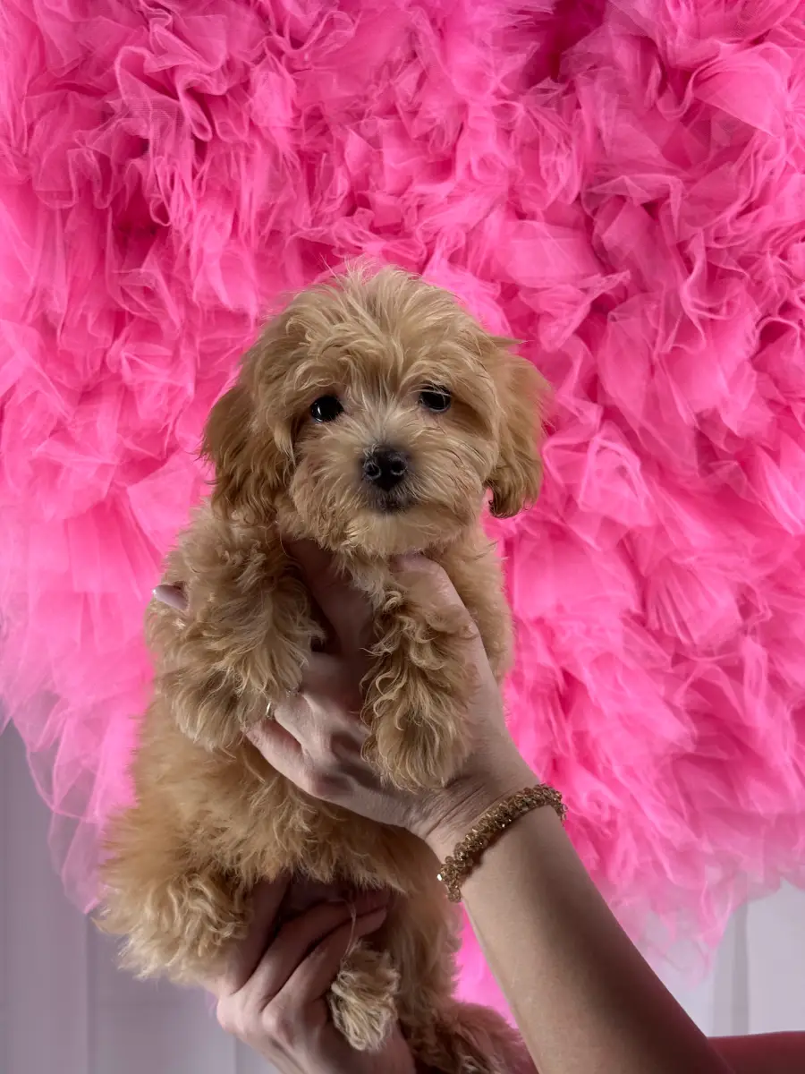 Coco
