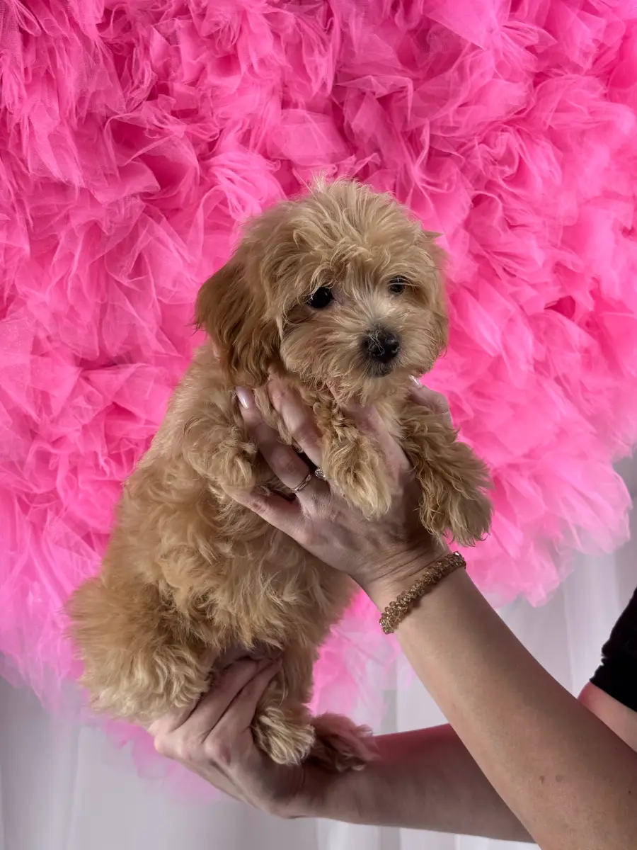 Biscuit